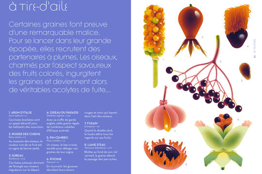 Cruschiform Lodyssee des graines Gallimard0.jpg