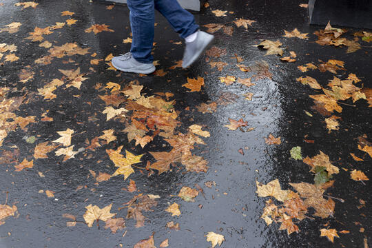 L'automne