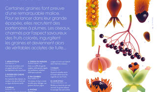 Cruschiform Lodyssee des graines Gallimard0.jpg