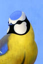 Ronald Curchod Les oiseaux Rouergue0.jpg