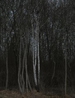 Forets  les livres qui racontent lurgence de preserver nos poumons verts0.jpg