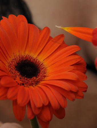 Image d'illustration pour la Saint Valentin