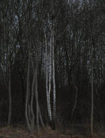 Forets  les livres qui racontent lurgence de preserver nos poumons verts0.jpg