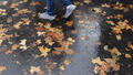 L'automne