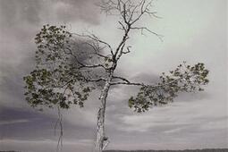 Chaque jour est un arbre qui tombe_Gallimard_9782070348466.jpg