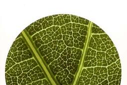 Eloge de la plante  pour une nouvelle biologie_Seuil_.jpg