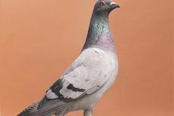 La fascinante histoire du pigeon de rue_Arnaud Bizalion editeur_9782369802105.jpg