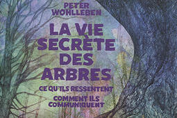 La vie secrète des arbres : ce qu'ils ressentent, comment ils communiquent.jpg