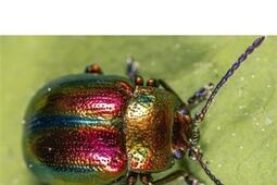 Le scarabee et locean_les Solitaires intempestifs_9782846818032.jpg