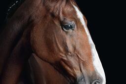 Les chevaux  portraits intimes_Editions de lImprevu.jpg