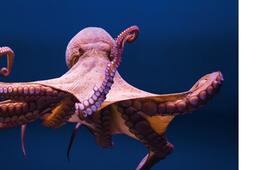 Les stoïciens et l'âme.jpg