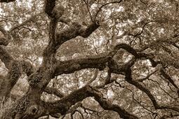 Six arbres_Finitude_9782363392114.jpg